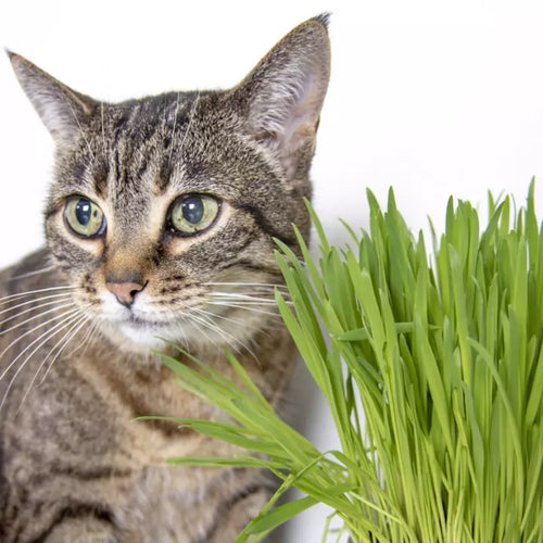 SmartyKat Sweet Greens™ Organic Oat Cat Grass Grow Kit