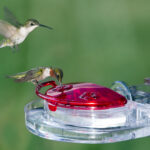 Aspects Gem Hummingbird Window Feeder (4 oz)