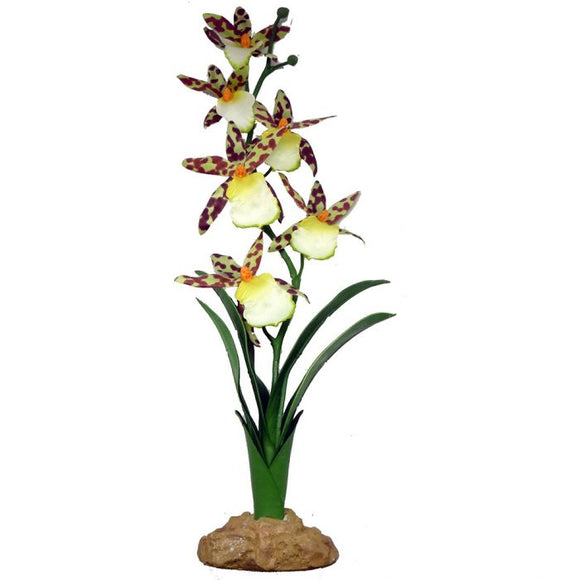 Komodo Spider Orchid Plant (40cm/15.75