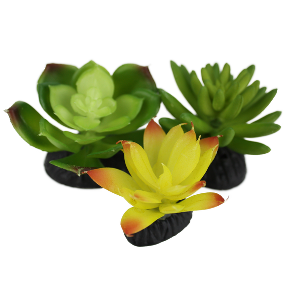 Komodo Succulent 3pk – Yellow/Green (3 Pack)