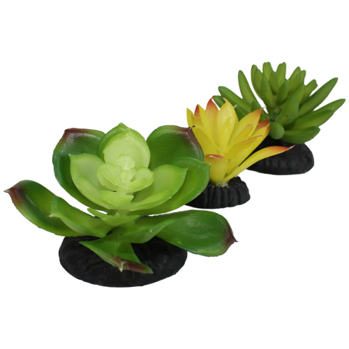 Komodo Succulent 3pk – Yellow/Green (3 Pack)
