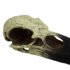 Komodo Raven Skull Hideout (Large)