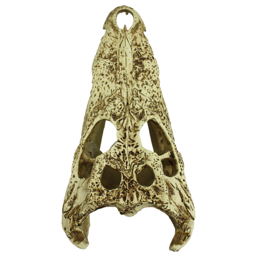 Komodo Alligator Skull (9)