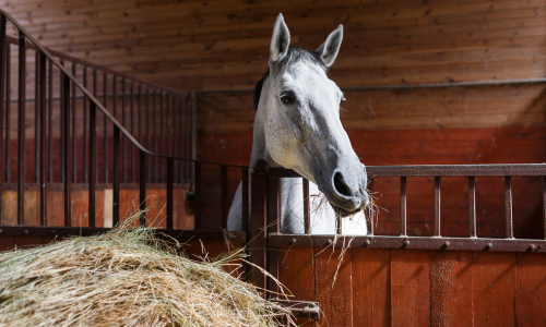 A horse eating hay out from a barn stall.