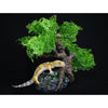 Komodo Bonsai Tree (17