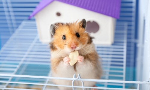 A close-up of a hamster chewing a seed.