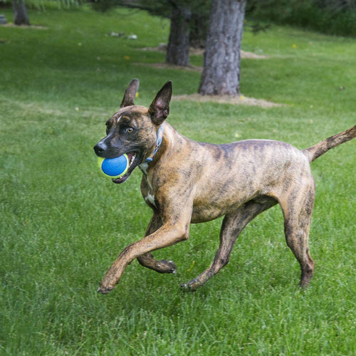 KONG Ultra Squeakair Ball Dog Toy