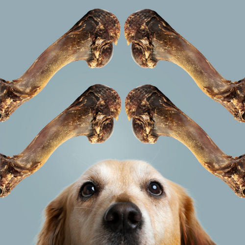 ROAM® Bucky Funny Bone™ Dog Treat (9.2 oz)