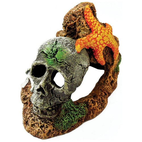 EXOTIC ENVIRONMENTS SKULL WITH STARFISH